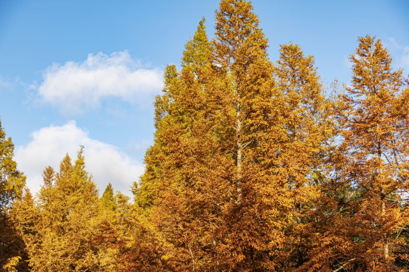 Metasequoia Avenue