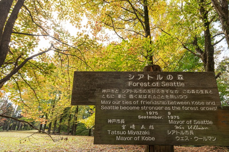 Forest of Seattle