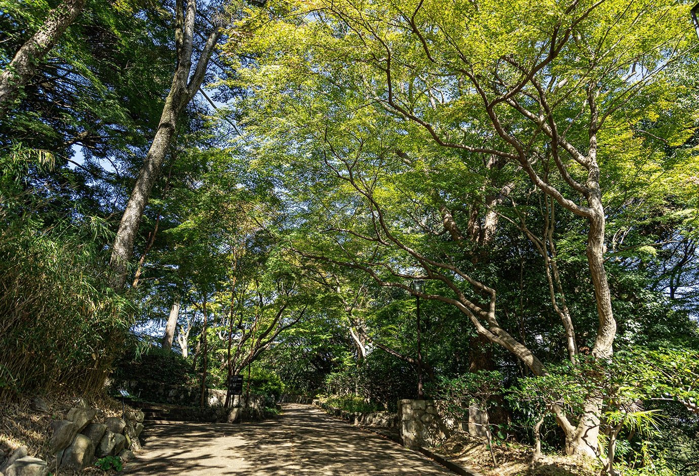 Maple Tree-lined Path