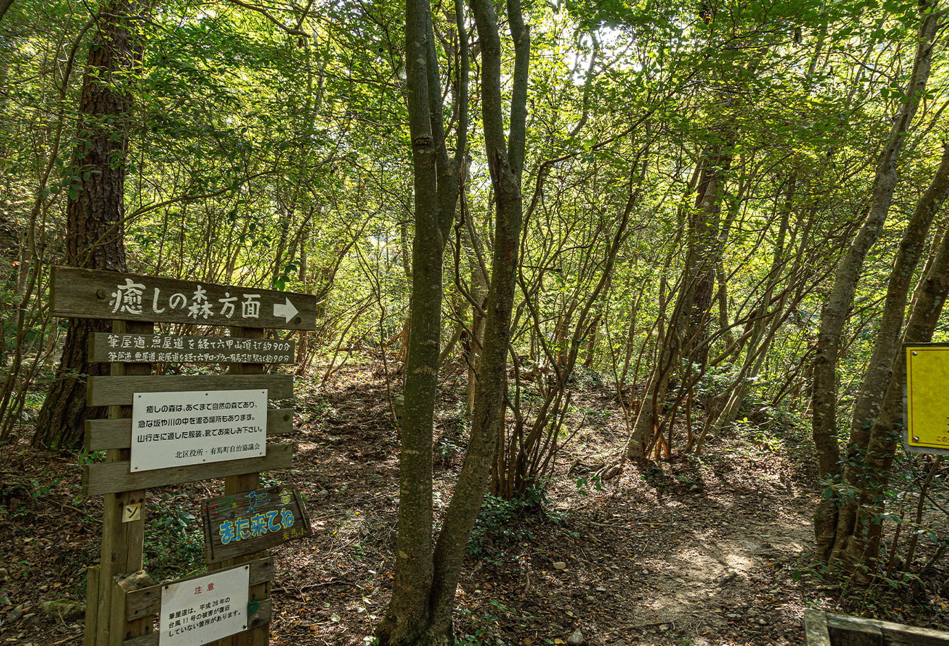 Healing Forest