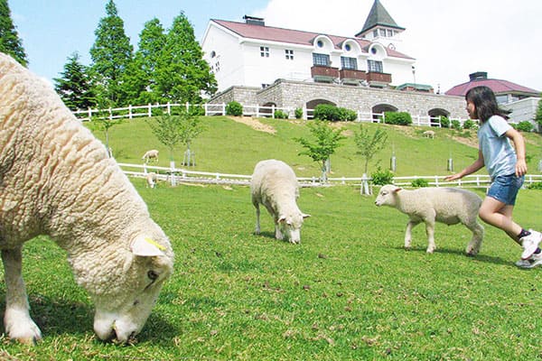 Kobe Municipal Rokkosan Pasture