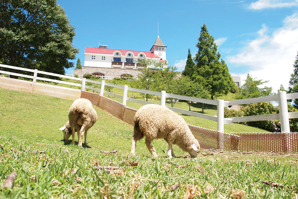 Kobe Municipal Rokkosan Pasture