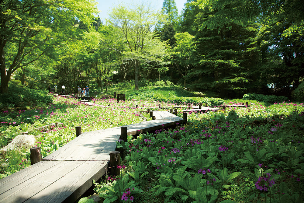 Rokko Alpine Botanical Garden