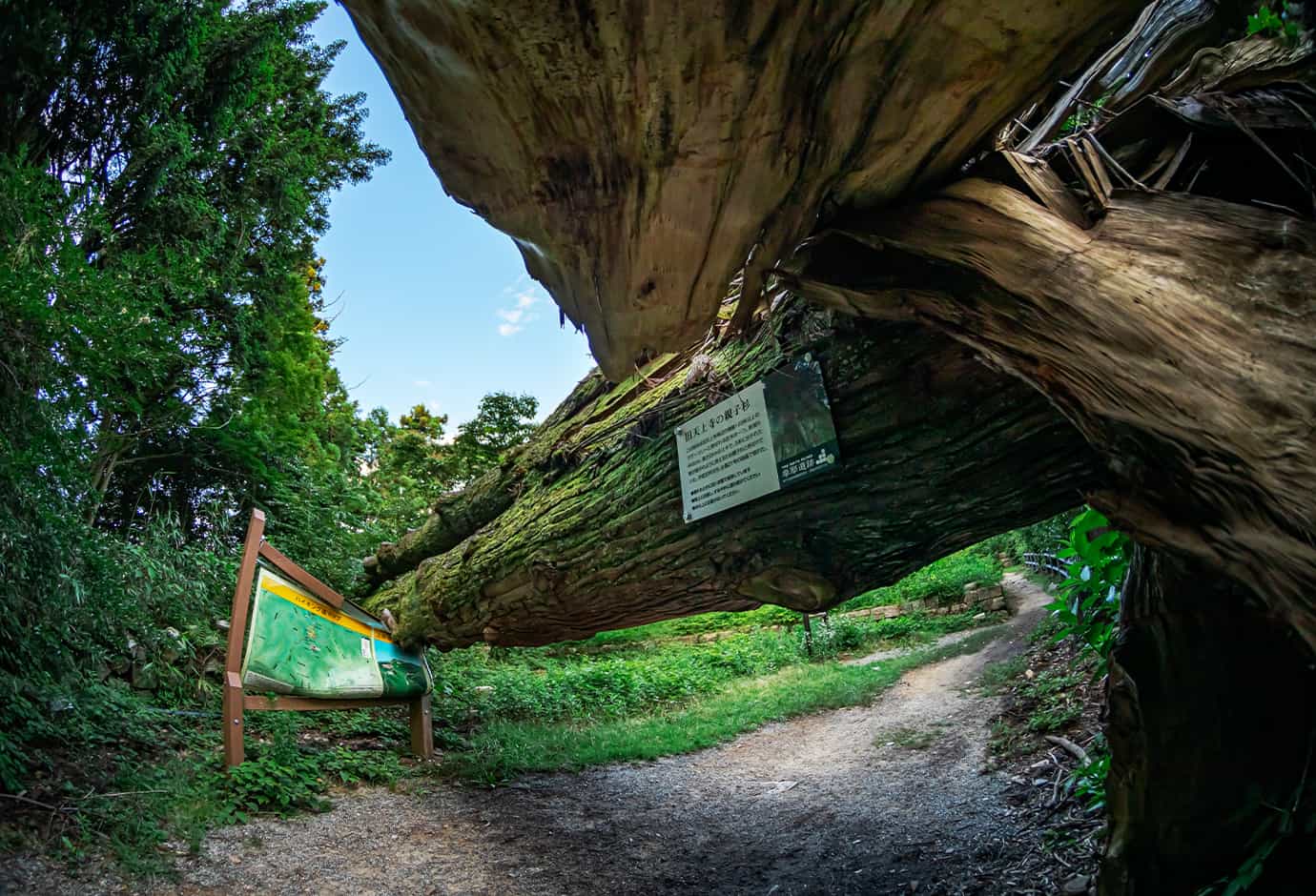 舊天王寺的母子杉樹