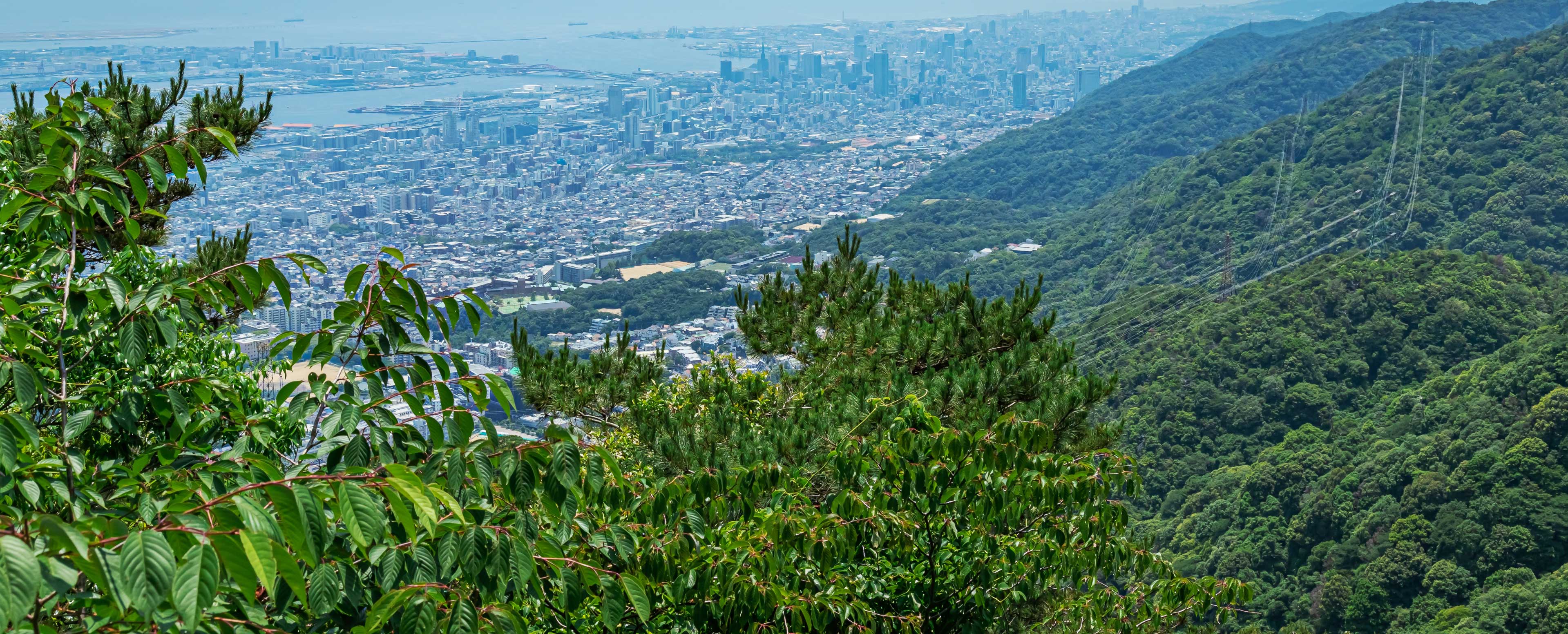 油コブシの眺望