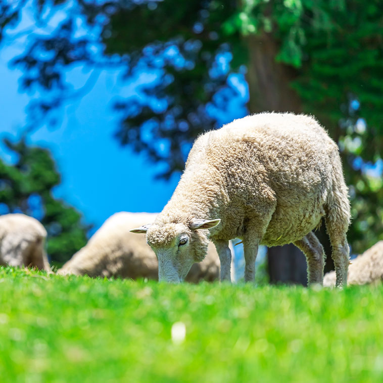 神戸市立六甲山牧場