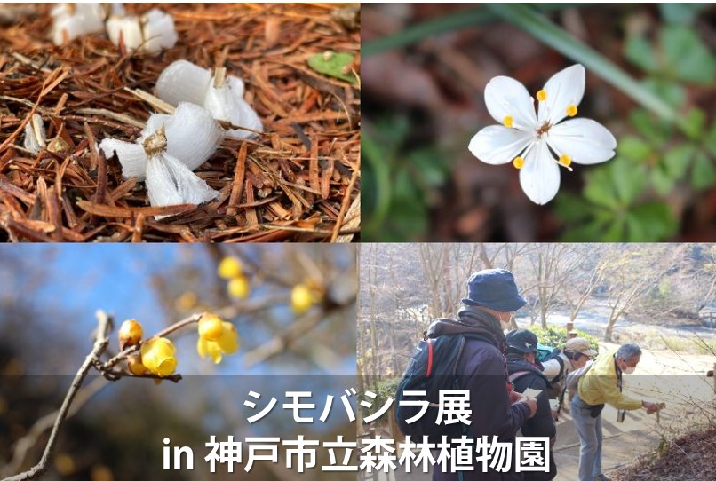 シモバシラ展 in 神戸市立森林植物園 | 六甲