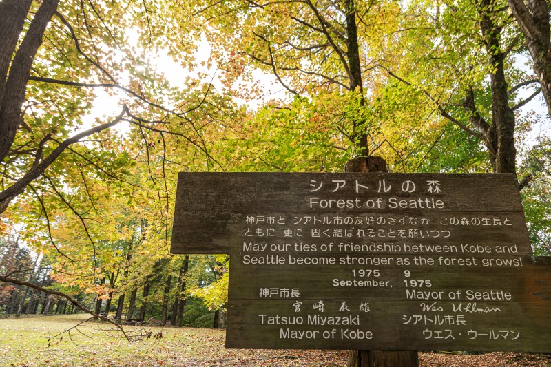 シアトルの森