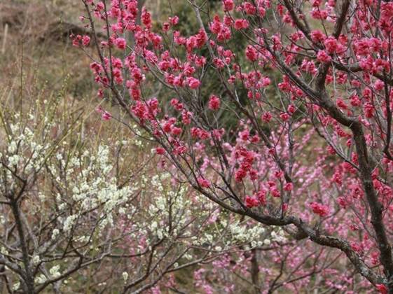 金鳥山＆七兵衛山登頂と梅林を楽しむのんびりハイキング
