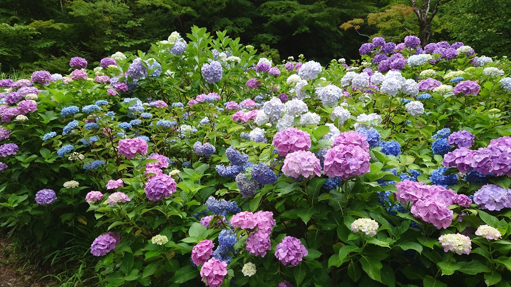 初めての神戸ハイキング～森林植物園～