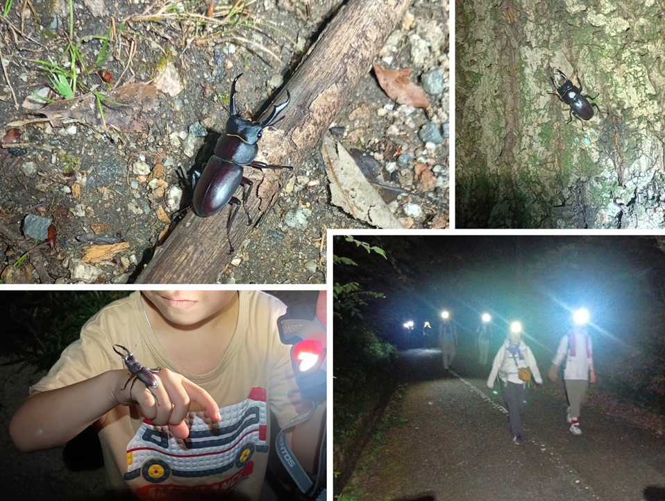 夜の六甲山で昆虫観察